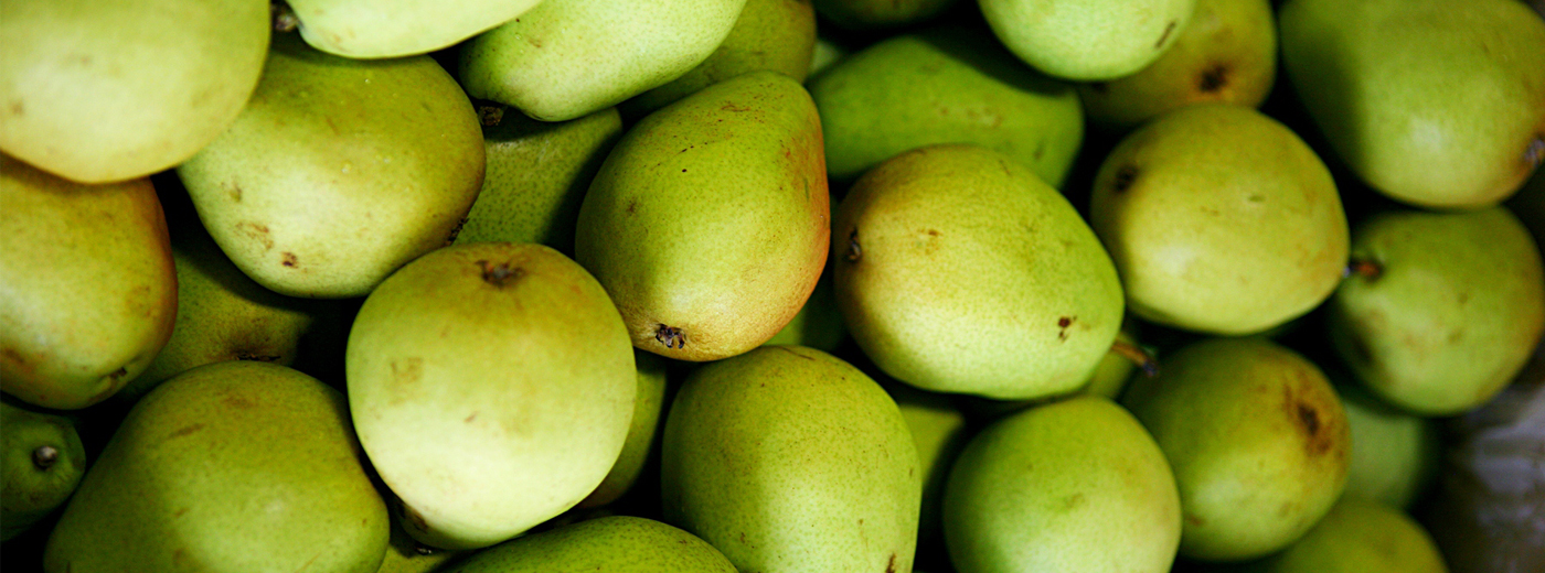 A collection of ripe pears with a greenish-yellow hue.