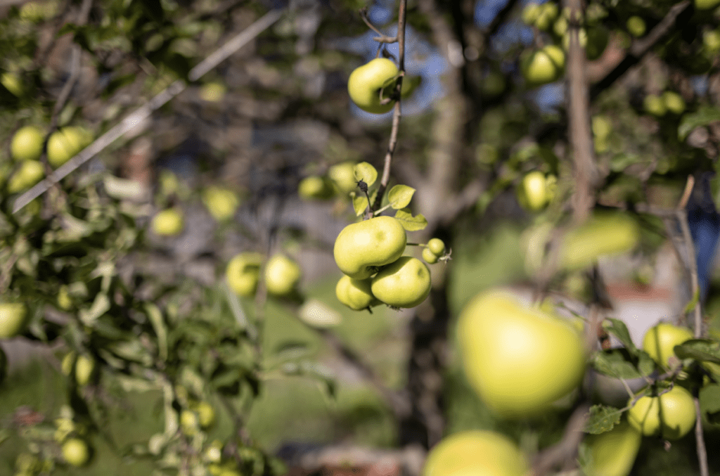Sunlight filters through green leaves illuminating ripe apples hanging on a tree.