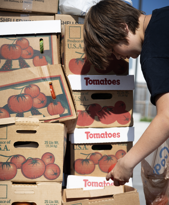 An individual is inspecting a box filled with fresh tomatoes next to several other packed boxes of produce.