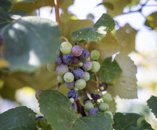 A cluster of ripening grapes hangs amidst lush green leaves on a vine.
