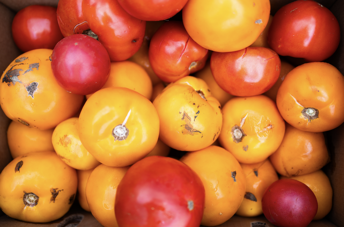 A variety of bright yellow and red tomatoes with some blemishes are closely packed together.